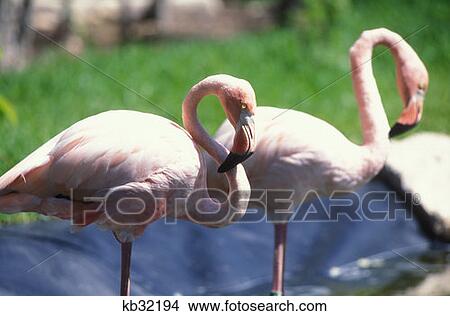 Flamingos Riviera Maya, Mexico View Large Photo Image Picture - Flamingos Riviera Maya, Mexico. Fotosearch