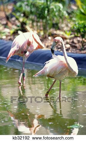 Stock Image - Flamingos Riviera Maya, Mexico. Fotosearch
