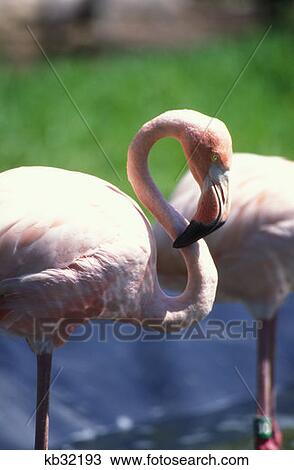 Flamingos Riviera Maya, Mexico View Large Photo Image Stock Image - Flamingos Riviera Maya, Mexico. Fotosearch