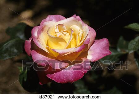Stock Image - Floribunda Scentimental Rose. Fotosearch