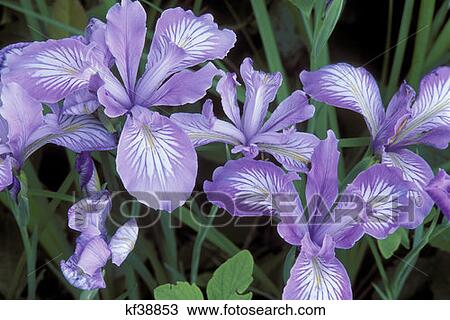 Stock Image - Flower Iris Douglas Siuslaw National Forest Oregon . Fotosearch