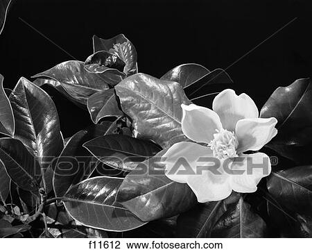 Stock Image - Flower. Fotosearch