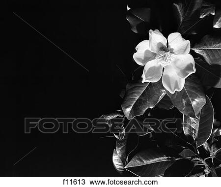 Flower View Large Photo Image Stock Image - Flower. Fotosearch