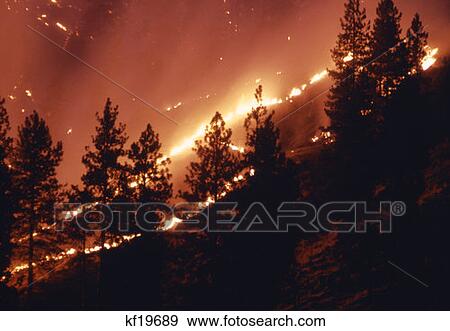 Forest Fire View Large Photo Image Stock Photo - Forest Fire. Fotosearch