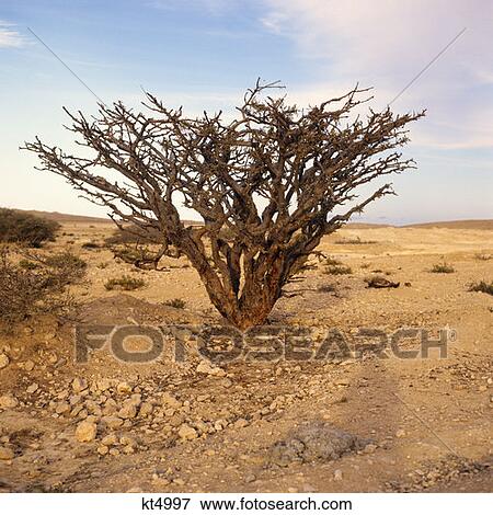 Stock Photo - Frankincense Tree Dhofar Region. Fotosearch