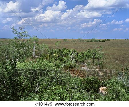 From Pa-Hay-Okee Overlook Everglades National Park Florida View Large Photo Image Stock Photo - From Pa-Hay-Okee Overlook Everglades National Park Florida . Fotosearch