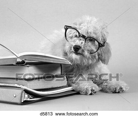 Stock Image - Fuzzy Poodle White Wearing Human Eye Glasses Siting Beside A Pile Of Books Read Study Education Knowledge . Fotosearch