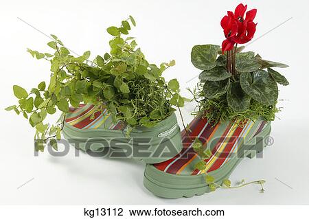 Stock Image - Galoshes With Plants And Flowers. Fotosearch