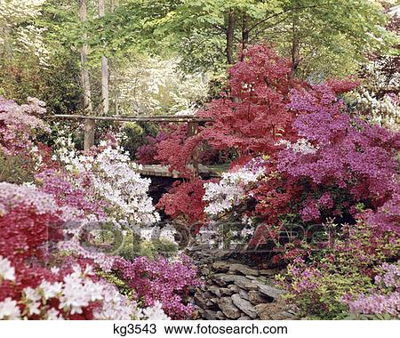 Garden With Foot Bridge Over Stream View Large Photo Image Stock Image - Garden With Foot Bridge Over Stream . Fotosearch