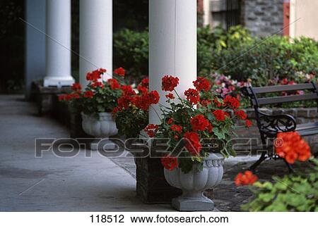Geraniums Charleston South Carolina View Large Photo Image Stock Image - Geraniums Charleston South Carolina. Fotosearch