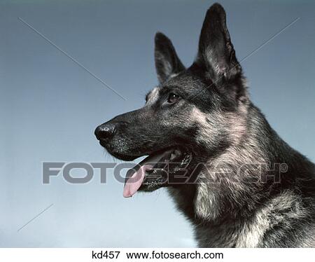 Stock Photo - German Shepard Dog. Fotosearch