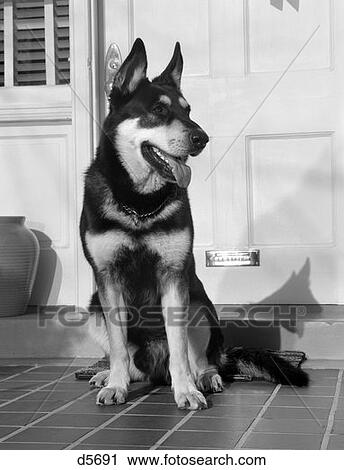 German Shepherd Dog Sitting Outside Front Door Of Home Guard Security Protection View Large Photo Image Stock Image - German Shepherd Dog Sitting Outside Front Door Of Home Guard Security Protection . Fotosearch