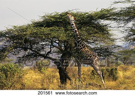 Giraffe Giraffa Camelopardalis Reaching Top Of Tree In Kenya View Large Photo Image Stock Image - Giraffe Giraffa Camelopardalis Reaching Top Of Tree In Kenya . Fotosearch