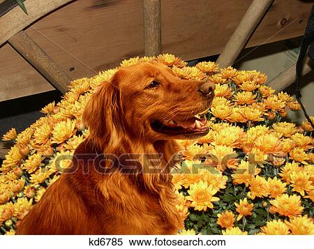 Golden Retriever Sitting By Wagon And Yellow Marigold Flowers View Large Photo Image Stock Photography - Golden Retriever Sitting By Wagon And Yellow Marigold Flowers . Fotosearch