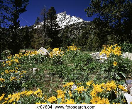 Grand Teton National Park Wyoming View Large Photo Image Picture - Grand Teton National Park Wyoming . Fotosearch