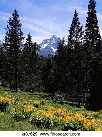Grand Teton National Park Wyoming View Large Photo Image Stock Photo - Grand Teton National Park Wyoming . Fotosearch