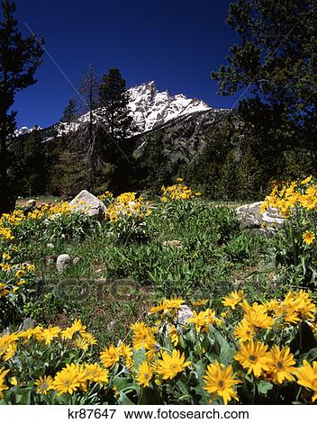 Grand Teton National Park Wyoming View Large Photo Image Stock Photo - Grand Teton National Park Wyoming . Fotosearch