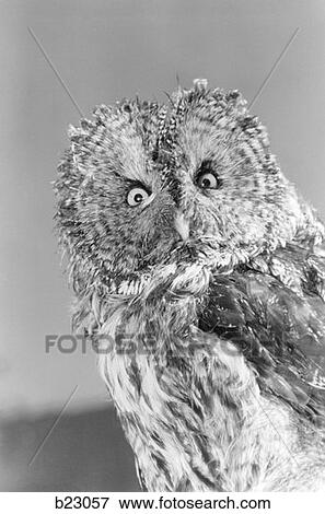 Great Gray Owl Strix Nebulosa Staring At Camera View Large Photo Image Stock Photo - Great Gray Owl Strix Nebulosa Staring At Camera . Fotosearch