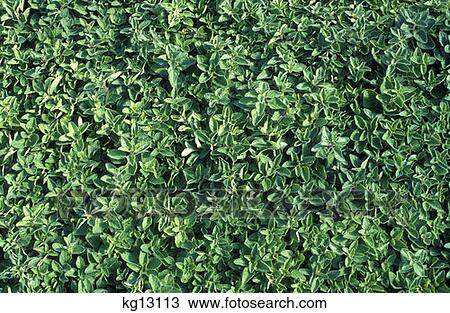 Stock Image - Greek Oregano Greeley, Co. Fotosearch