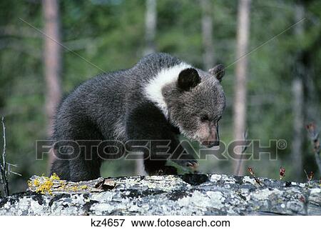 Stock Photo - Grizzly Bear Cub Ursus Arctos Horribilis. Fotosearch