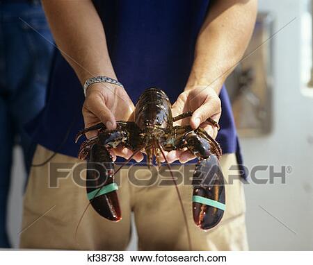 Guide On Tour Boat Holding Live Lobster For Discussing About Lobster Fishing Maine  View Large Photo Image Stock Photo - Guide On Tour Boat Holding Live Lobster For Discussing About Lobster Fishing Maine . Fotosearch