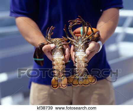 Guide On Tour Boat Holding Live Lobster For Discussing About Lobster Fishing Maine View Large Photo Image Stock Photo - Guide On Tour Boat Holding Live Lobster For Discussing About Lobster Fishing Maine . Fotosearch