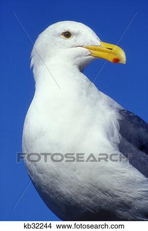 Gull Rocky Creek State Park Oregon View Large Photo Image Picture - Gull Rocky Creek State Park Oregon . Fotosearch