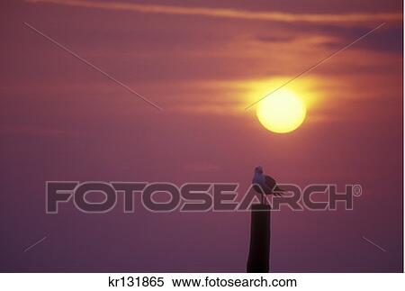Stock Photography - Gull Sunrise Chincoteague National Wildlife Refuge . Fotosearch