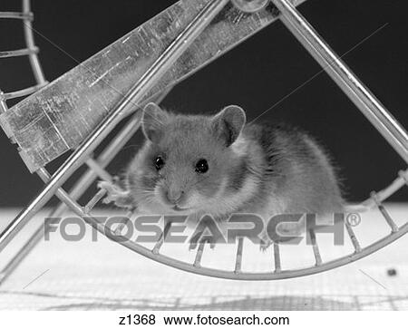 Hamster Running On Exercise Wheel View Large Photo Image Stock Photo - Hamster Running On Exercise Wheel . Fotosearch