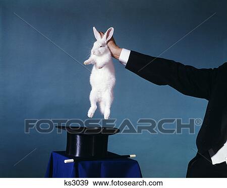 Hand Of Magician Pulling White Rabbit Out Of Black Top Hat Trick Magic Tricks Retro Vintage Entertainment Magicians View Large Photo Image Stock Photo - Hand Of Magician Pulling White Rabbit Out Of Black Top Hat Trick Magic Tricks Retro Vintage Entertainment Magicians. Fotosearch