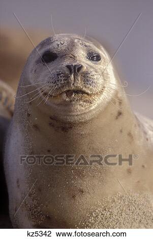 Stock Image - Harbor Seal Childrens Pool Ellen Browning Scripps Marine Park La Jolla Ca . Fotosearch
