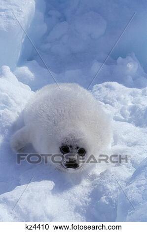 Stock Image - Harp Seal In Winter White Coat Of Fur Magdalen Island Canada. Fotosearch