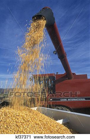 Harvester Unloading Corn Mifflin County Pa Autumn View Large Photo Image Stock Image - Harvester Unloading Corn Mifflin County Pa Autumn . Fotosearch