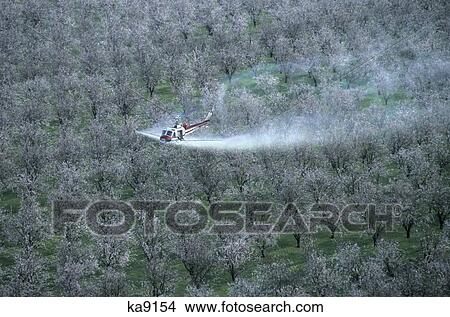 Helicopter Spraying Almond Trees View Large Photo Image Picture - Helicopter Spraying Almond Trees. Fotosearch