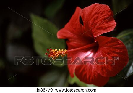 Hibiscus View Large Photo Image Stock Photo - Hibiscus . Fotosearch