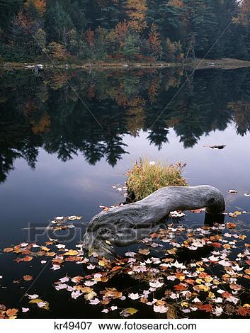 Stock Photo - Hickory Run Lake Pocono Region Pennsylvania Autumn Leaves . Fotosearch