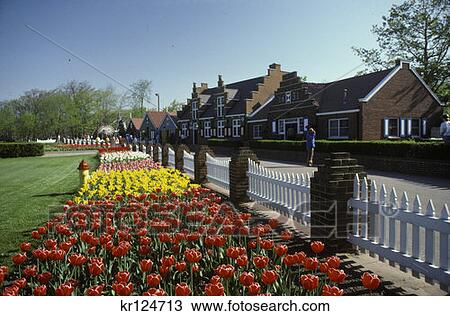 Stock Image - Holland Mi Windmill Island Tulip Garden . Fotosearch
