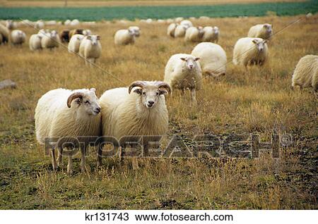 Stock Image - Icelandic Sheep . Fotosearch