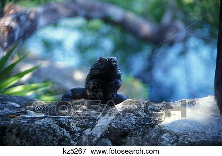 Stock Photo - Iguana Playa De Carmen, Mexico. Fotosearch