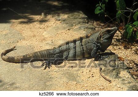 Stock Photograph - Iguana Riviera Maya, Mexico. Fotosearch