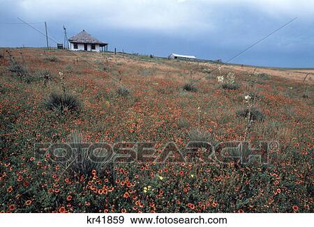 Indianblanket Flowers Oklahoma Panhandle View Large Photo Image Stock Photo - Indianblanket Flowers Oklahoma Panhandle. Fotosearch