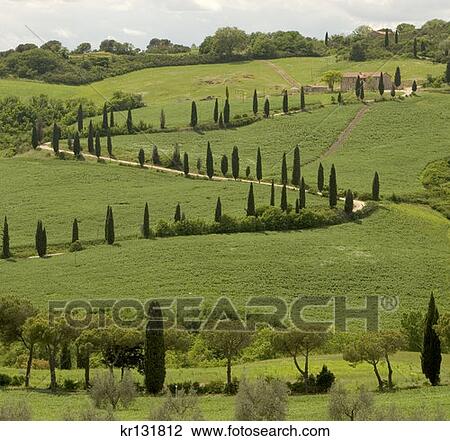 Italian Cypress Trees Tuscan Landscape Hillside View Large Photo Image Stock Image - Italian Cypress Trees Tuscan Landscape Hillside . Fotosearch