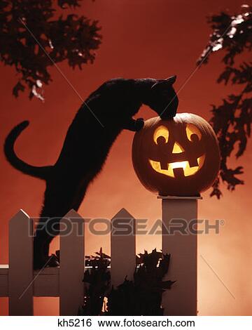 Jack'O'Lantern & Black Cat View Large Photo Image Stock Photograph - Jack'O'Lantern & Black Cat. Fotosearch
