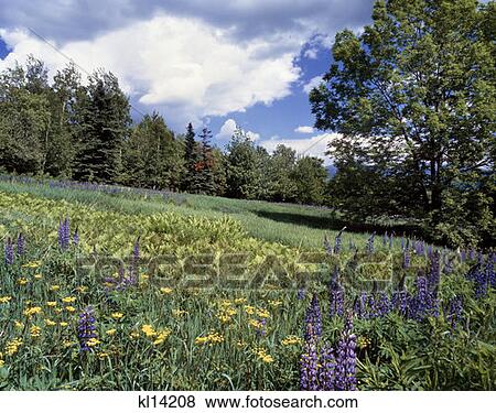 Stock Photo - Jefferson Nh . Fotosearch