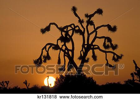 Joshua Tree National Park Sunset Ca View Large Photo Image Stock Photo - Joshua Tree National Park Sunset Ca . Fotosearch