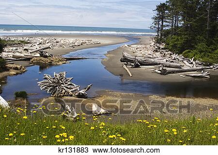 Kalaloch Beach In Olympic National Park View Large Photo Image Stock Image - Kalaloch Beach In Olympic National Park . Fotosearch