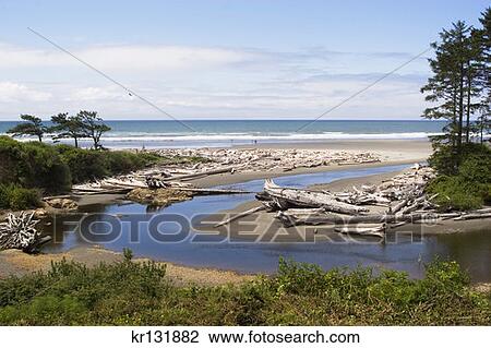 Kalaloch Beach Olympic National Park View Large Photo Image Stock Image - Kalaloch Beach Olympic National Park . Fotosearch