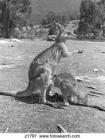 Kangaroo Standing In The Australian Bush With Arms Stretched Out Baby Pouch View Large Photo Image Stock Photo - Kangaroo Standing In The Australian Bush With Arms Stretched Out Baby Pouch . Fotosearch