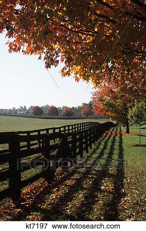 Kentucky Horse Farm Red Maple Tree Black Fence Shadow View Large Photo Image Stock Photo - Kentucky Horse Farm Red Maple Tree Black Fence Shadow . Fotosearch