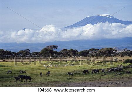 Kenya Wildlife Grazing Near Mount Kilimanjaro View Large Photo Image Stock Photo - Kenya Wildlife Grazing Near Mount Kilimanjaro. Fotosearch